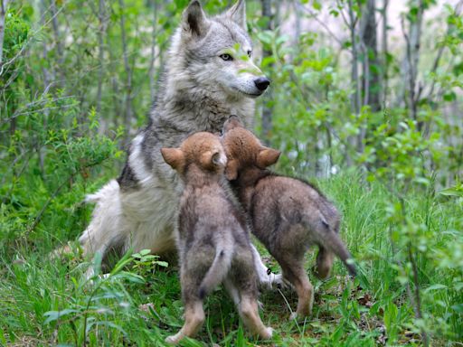 Oldest Wolf in Yellowstone Just Made News by Having Another Litter of Pups