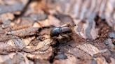 This tiny beetle threatens millions of trees in Northern Italy. Locals are fighting back.