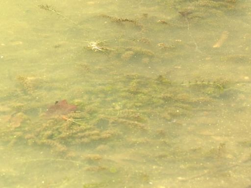 Community reacts to toxic algae found in 2 Montgomery County lakes