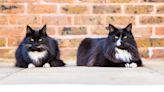 Jasper and Willow share Cat of the Year award for bringing ‘comfort’ to hospice