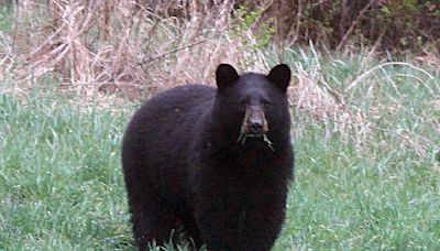 Teen boy attacked by black bear while in cabin in eastern Arizona