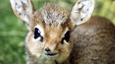 Unusual Animal Babies That Are Surprisingly Cute