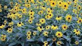 Matthew Stevens: Not all Black-eyed Susans are the same