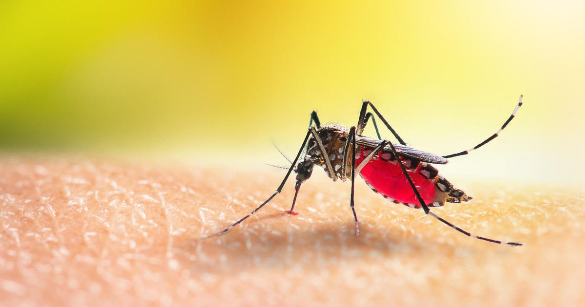 Twin Cities could see "quite a few" mosquitos this spring thanks to April rain