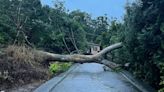 苗栗苑裡大雨釀巨樹倒塌壓斷電桿 交通一度受阻33戶停電