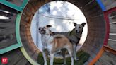 Ghaziabad: Two stray dogs Taru and Buzzo defend a family against a knife-wielding group of attackers