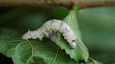 Cubans put Asian silkworms to work for artisans in experimental project