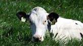 Raw cow’s milk infected with bird flu sickens mice, shows study | FOX 28 Spokane