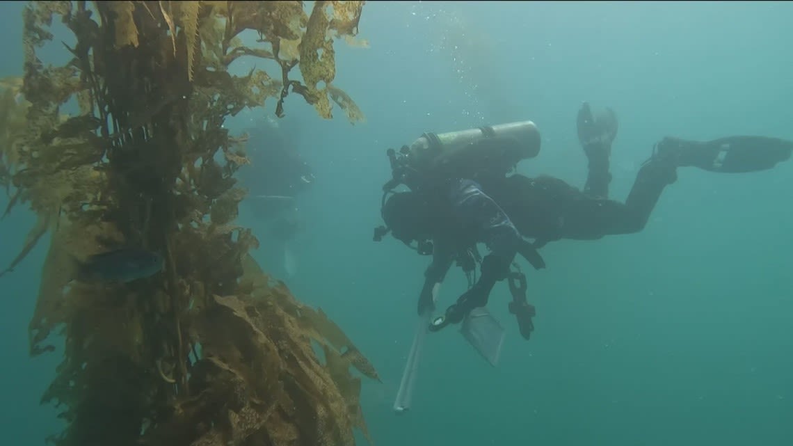 San Clemente's Wheeler Reef is thriving | Earth 8