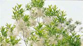 How to Plant and Grow White Fringe Tree