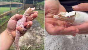 Wild Florida celebrates birth of rare albino alligator