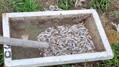 Oregon Man Breaks Into Hatchery, Poisons Nearly 20,000 Chinook Salmon Smolt with Bleach