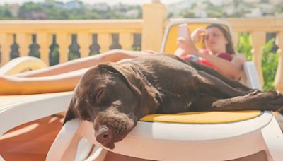 Qué enfermedades puede provocar el calor extremo en un perro