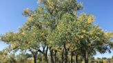 High Plains Arboretum tree and shrub sale features Cheyenne superstars