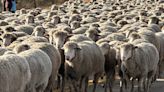 Sheep Crossing: Wilder sheep set to cross Hwy 55 Saturday morning