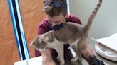 New vet clinic in Brooklyn seeks to tackle cat overpopulation