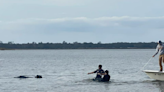 Cows in live Nativity scene get stage fright, try swimming off North Carolina island