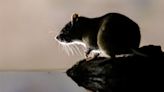 Equilibrium — How island rats can change the behavior of fish