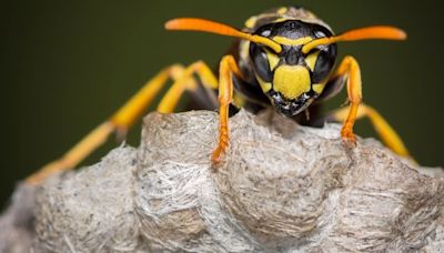 Hurricane Helene: Allergy warning as floods stir up swarms of wasps