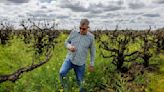 Global wine glut compounds headaches for struggling California vineyards