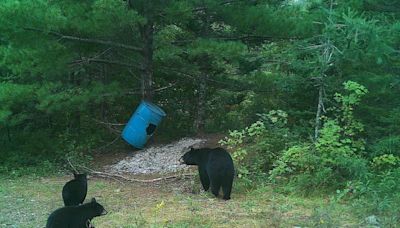 Research into habitats, diet could allow bear cub rehabilitation by next spring