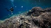 Latest global coral bleaching event is a warning about warming oceans