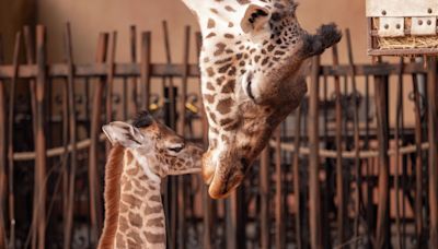 A baby Masai giraffe just arrived at the Houston Zoo