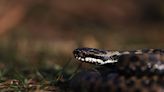 Habitat loss for venomous snakes could attract them to unprepared parts of the world amid climate change, study finds