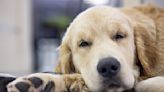 Golden Retriever Can't Keep His Eyes Open After Day Care Until He Hears His Favorite Words