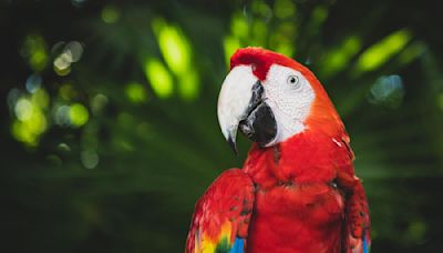 Precious Macaw Is the Picture of Bliss While Enjoying a Well-Deserved Massage