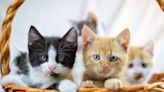 Jacksonville Humane Society invites community to suggest creative names for its new kittens