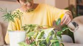 Houseplants will be much happier if you avoid six mistakes