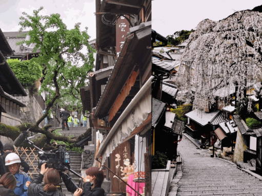 京都三年坂百歲櫻花樹倒塌 壓傷62歲男教師