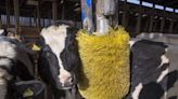 Sweet Video of Dairy Cows Enjoying Their New Toys Is Winning Hearts