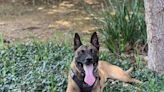 One year after Elk Grove euthanized Zeus, city sued over attack by Elk Grove police dog