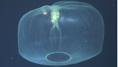 Otherworldly video captures rare jellyfish with a hitchhiker in its bell