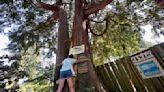 Seattle climate activists roost in old cedar tree to prevent it from being cut down for new housing