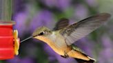 5 Expert Tips for Helping Hummingbirds Beat the Heat