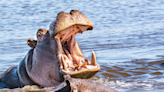 Mother Hippo Mauls Zookeeper When He Tries To Feed Calf In Ranchi’s Birsa Zoo