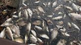 Large numbers of dead fish being reported in Lake Macatawa