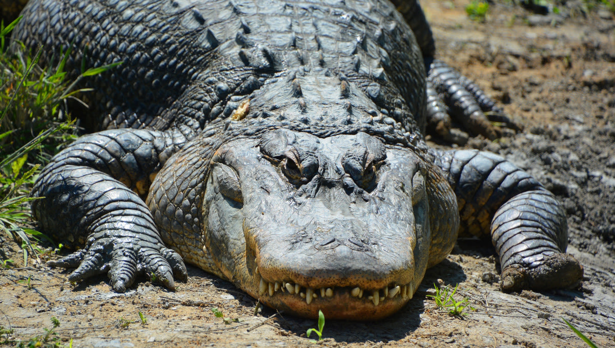 Monstrous 9-Foot Alligator Removed Near Florida Elementary School