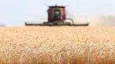 Canadian farmers cut wheat plantings, government says