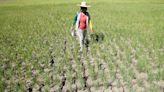 El Niño farm damage hits P9.5 billion - BusinessWorld Online