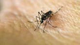 Suma México 49 muertes por dengue, confirmó Salud