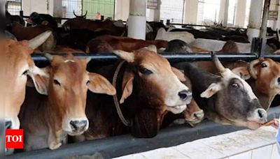 Maharashtra cow subsidy higher than in other BJP states | India News - Times of India