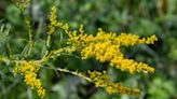 Cette plante entend les cris de douleur de ses voisines, et c'est la Science qui le dit