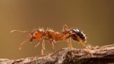 紅火蟻隨暖化擴散！首入侵歐洲野外 恐怖經濟損失曝