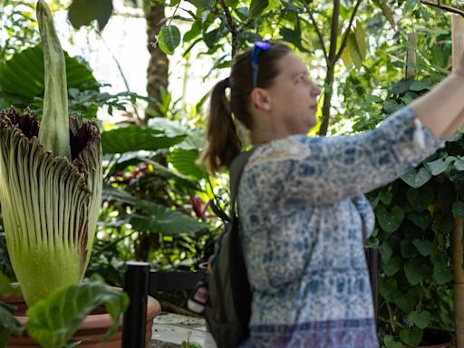 Como Park corpse flower closes, ending bloom early