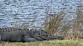 11-foot alligator found with odd contraption on its head at South Carolina resort