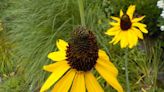 Tall perennial plants give your garden a dash of drama | Henry Homeyer